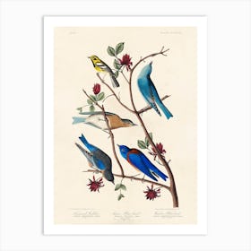 Townsend'S Warbler, Birds Of America, John James Audubon Art Print
