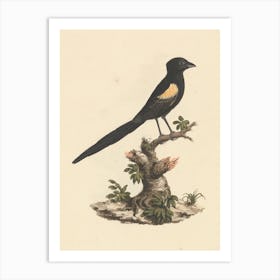 Fan Tailed Widowbirds, Luigi Balugani Art Print