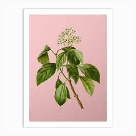 Vintage Climbing Hydrangea Botanical on Soft Pink n.0172 Art Print