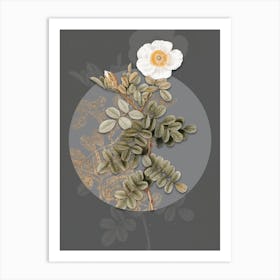 Vintage Botanical Macartney Rose on Circle Gray on Gray n.0244 Art Print