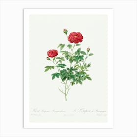 Pompon Rose (1817–1824), Pierre Joseph Redoute Art Print