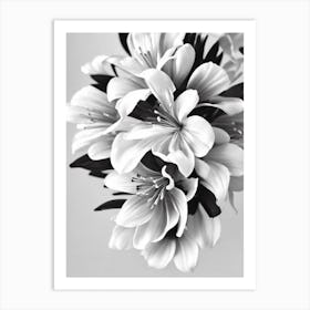 Alstromeria B&W Pencil 3 Flower Art Print