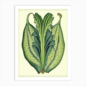 Plantain Herb Vintage Botanical Art Print