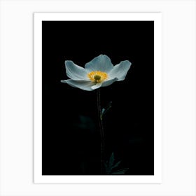 White Anemone Flower 6 Art Print