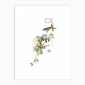 Vintage Fuscous Honeyeater Bird Illustration on Pure White n.0375 Art Print