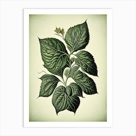 Basil Leaf Vintage Botanical 1 Art Print