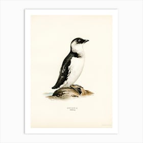 Little Auk (Alle Alle), The Von Wright Brothers Art Print