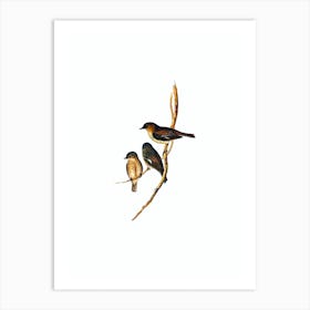 Vintage Dusky Robin Bird Illustration on Pure White n.0136 Art Print