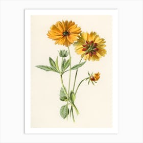 Zinnias 1 Art Print