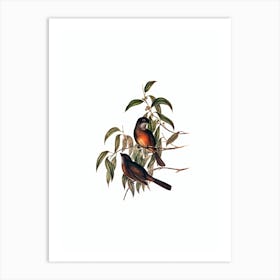 Vintage Olive Whistler Bird Illustration on Pure White n.0467 Art Print
