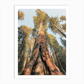 Giant Redwood Tree Art Print