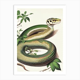 Sumatran Pit Viper Snake 1 Vintage Art Print