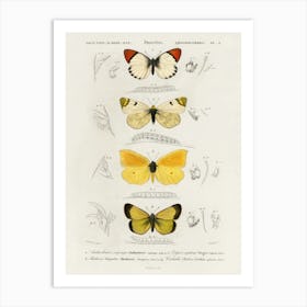 Different Types Of Butterfly, Charles Dessalines D'Orbigny Art Print