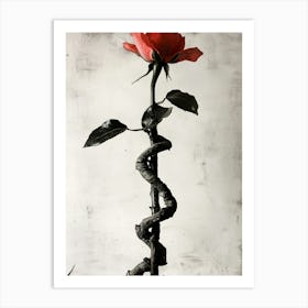 Rose In A Spiral Art Print