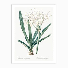 Florida Swamp Lily Illustration From Les Liliacées (1805), Pierre Joseph Redoute 1 Art Print