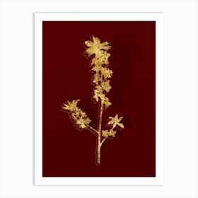 Vintage February Daphne Flowers Botanical in Gold on Red Art Print