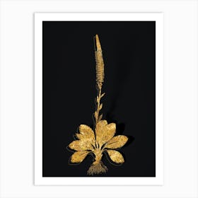 Vintage Blazing Star Botanical in Gold on Black n.0399 Art Print