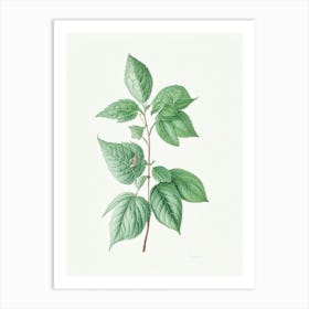 Mint Leaf Illustration 2 Art Print