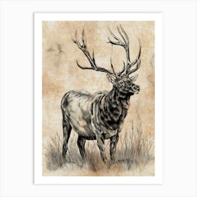 American Elk Study Art Print