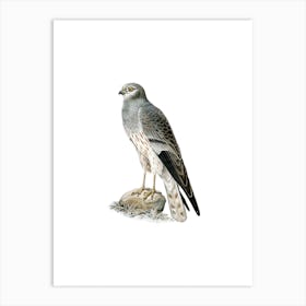 Vintage Montagu's Harrier Male Bird Illustration on Pure White n.0085 Art Print