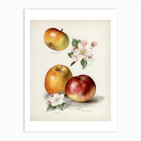 Apple Blossoms 1 Art Print