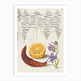 Sour Orange, Terrestrial Mollusk, And Larkspur From Mira Calligraphiae Monumenta, Joris Hoefnagel Art Print