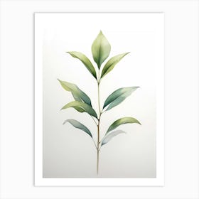 Green Tea Plant 1 Art Print