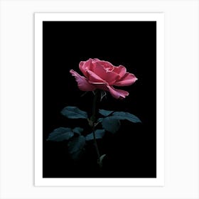 Pink Rose On Black Background 27 Art Print