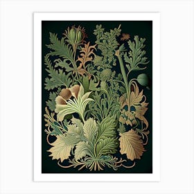 Fo Ti Herb Vintage Botanical Art Print