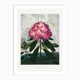 Vintage Botanical Temple Of Flora _2476842 Art Print