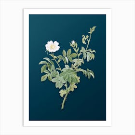 Vintage White Downy Rose Botanical Art on Teal Blue n.0414 Art Print