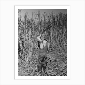 Cutting Sugarcane Near New Iberia, Louisiana By Russell Lee 1 Art Print