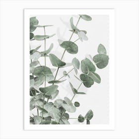 Eucalyptus_2198217 Art Print