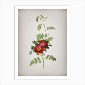 Vintage Alpine Rose Botanical on Parchment n.0100 Art Print