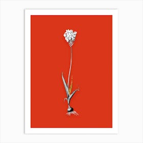 Vintage Chincherinchee Black and White Gold Leaf Floral Art on Tomato Red n.1207 Art Print