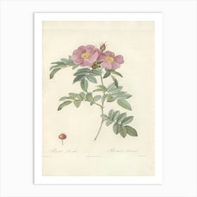 Rose Illustration, Pierre Joseph Redoute (69) Art Print