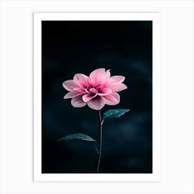 Pink Dahlia Flower Art Print