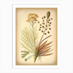 Caraway Spices And Herbs Retro Drawing 1 Art Print