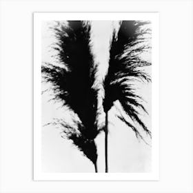 White black pampas grass Art Print