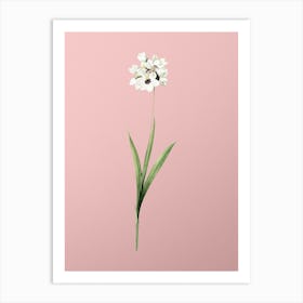 Vintage Ixia Maculata Botanical on Soft Pink n.0430 Art Print
