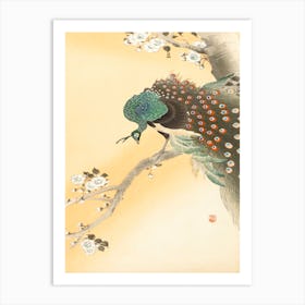 Peacock On A Cherry Blossom Tree (1900 1930), Ohara Koson Art Print