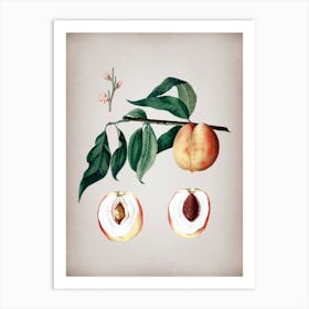 Vintage Peach Botanical on Parchment 1 Art Print