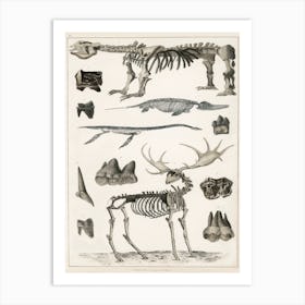 Collection Of Specimens, Oliver Goldsmith Art Print