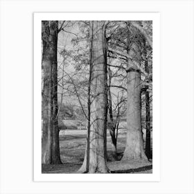 trees Art Print