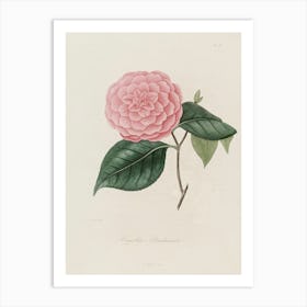 Camellia 8 Art Print