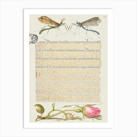 Crested Crane Fly, Insect, And French Rose From Mira Calligraphiae Monumenta, Joris Hoefnagel Art Print