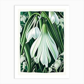 Snowdrop Floral Botanical Vintage Poster Flower Art Print