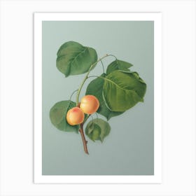 Vintage Yellow Apricot Botanical Art on Mint Green n.0238 Art Print