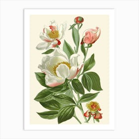 Peony Art Print