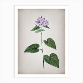 Vintage Morning Glory Flower Botanical on Parchment n.0637 Art Print